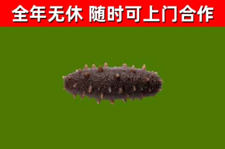 梁山县烟酒回收干海参.jpg